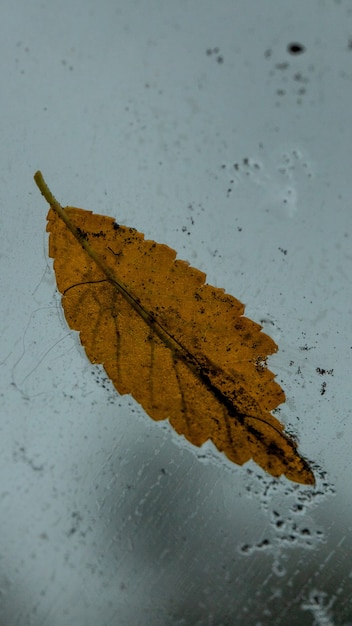 Macrofotografie Blad met dauwdruppels