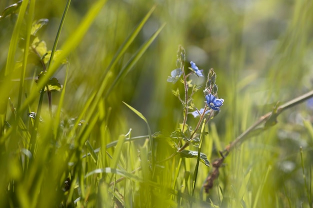 Macrofotografie in een grasveld in zonlicht met blauwachtige bloemenruimte voor het kopiëren van bloemenachtergronden