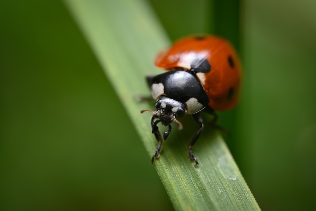 macrofotografie lieveheersbeestje op het gras