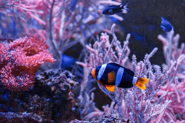 Macrofotografie onderwater Amphiprion clarkii Yellowtail anemoonvis