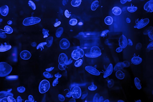 Macrofotografie onderwater kwallen