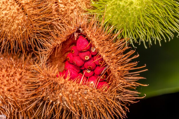 Macrofotografie van annatto, lippenstiftplant (bixa orellana), achiote of urucum.