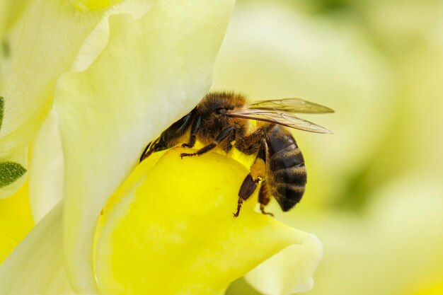 Macrofotografie van bijen die op gele bloemen bestuiven