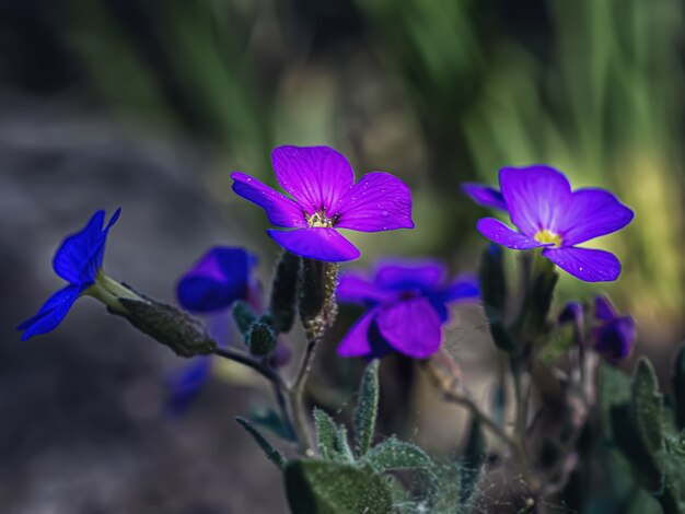 Macrofotografie van blauwe bloemen