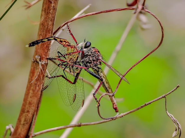 Macrofotografie van bruine libel die insect eet