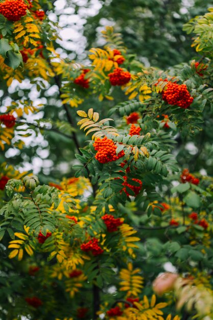 macrofotografie van de natuur natuurlijke achtergrond