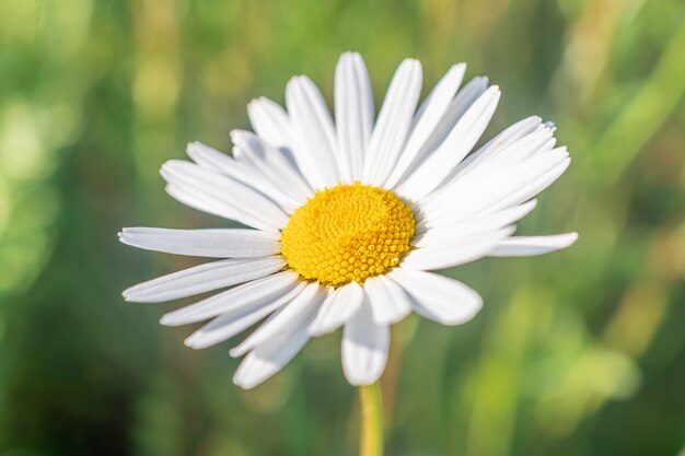 macrofotografie van een kamillebloem bij zonnig weer