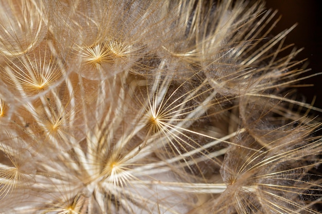 Macrofotografie van een paardenbloem