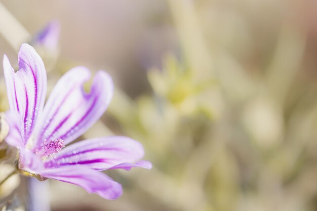 Macrofotografie van een paarse bloem