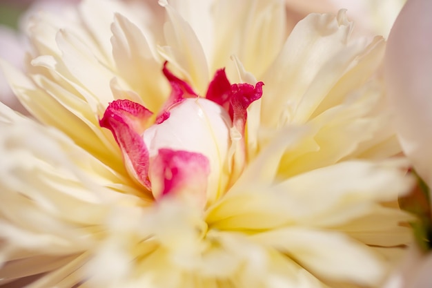 Macrofotografie van een pioenblad op natuurlijke achtergrond