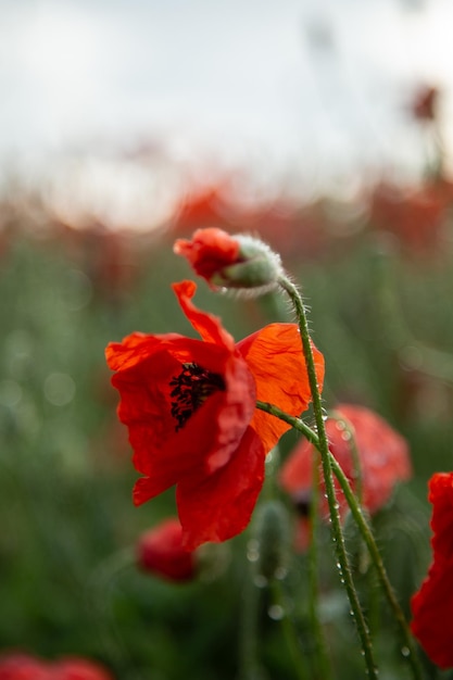 Macrofotografie van een rode klaproos Veld met rode klaprozen