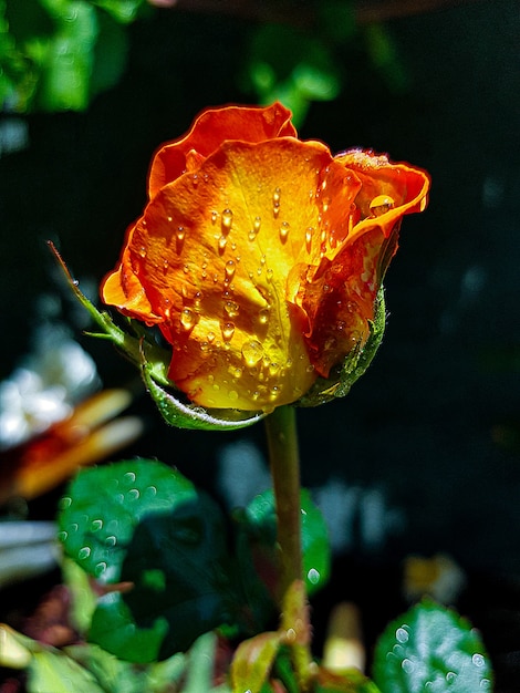 macrofotografie van een rode roos