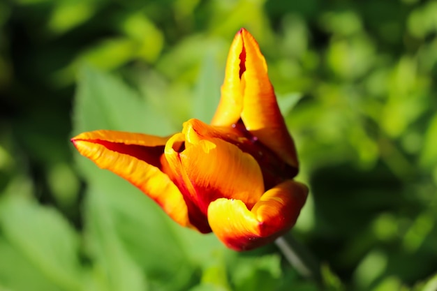 macrofotografie van een roodgele tulp met selectieve focusbloesem in het voorjaar