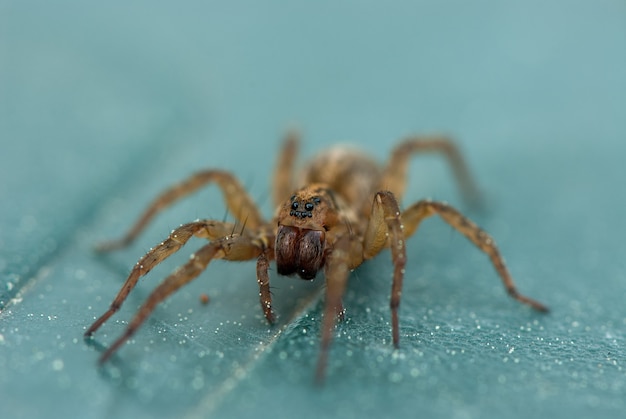 macrofotografie van een spin