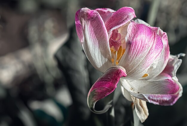 Macrofotografie van een witte bloem