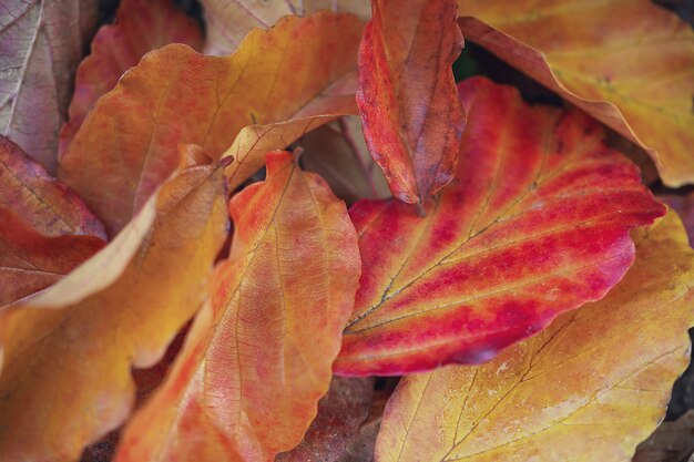 macrofotografie van gele bladeren