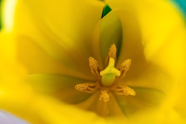 Macrofotografie van gele tulpen