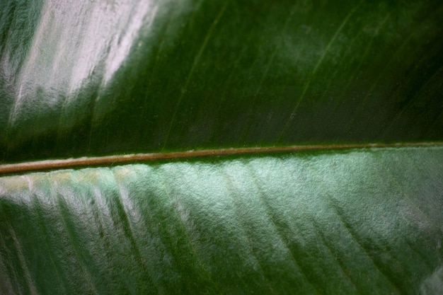 Macrofotografie van getextureerd glanzend blad van ficus elasticanatural background