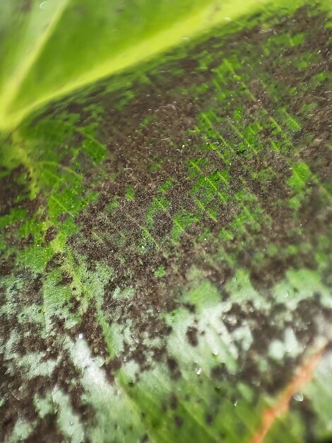 Macrofotografie van groen plantenblad