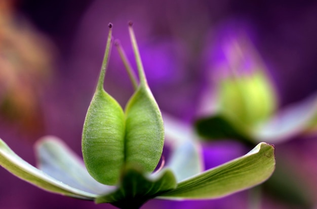 macrofotografie van Helleborus viridis