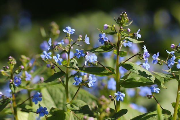 macrofotografie van kleine blauwe bloemen lat Myosotis met selectieve focus in volle bloei