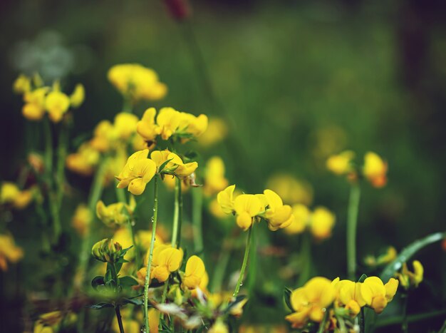 macrofotografie van kleine gele bloemen in de wei