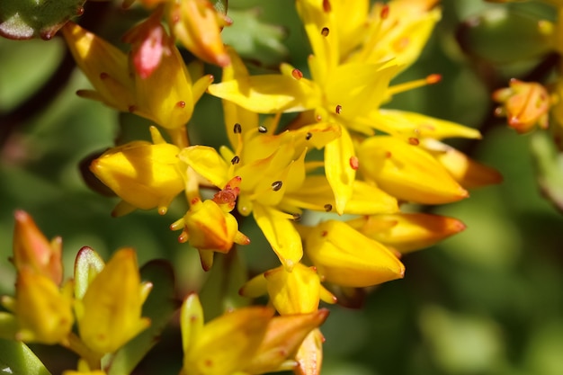 macrofotografie van kleine gele bloemen van de leliefamilie Liliaceae in het zonlicht