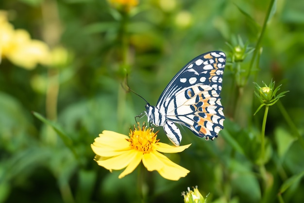 Macrofotografie van kleine vlinder