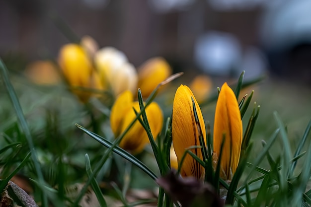 Macrofotografie van krokussen met lentebloemen