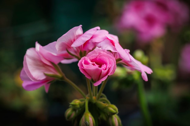 Macrofotografie van natuurlijke bloemen met details