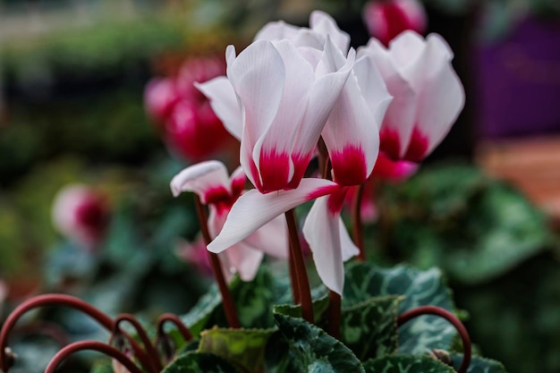 Macrofotografie van natuurlijke bloemen met details