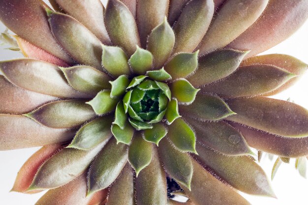 Macrofotografie van planten van de sempervivum-familie uit de big sam-serie. naam van coral gre