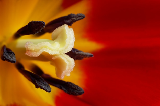 Macrofotografie van zachte tedere tulpenbloem stampers en meeldraden, close-up foto van tulpenknop, rode en gele bloemblaadjes.