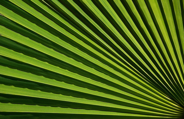 Macrofragment van een vers groen palmblad