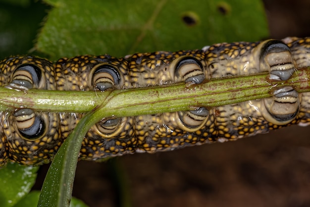 Photo macroglossine sphinx moth caterpillar of the subfamily macroglossinae