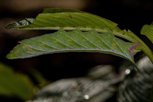 Macroglossine Sphinx Moth Caterpillar van het geslacht Enyo