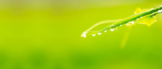 Macrogras en waterdruppels, Macro-opname van waterdruppels over het groene grasblad, ontspanning met