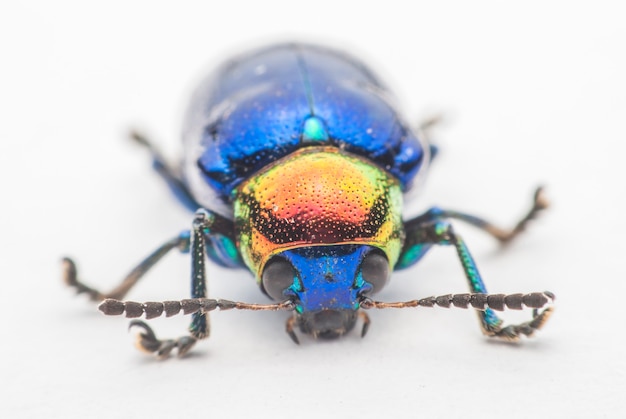 Macroinsect kleurrijk op witte achtergrond