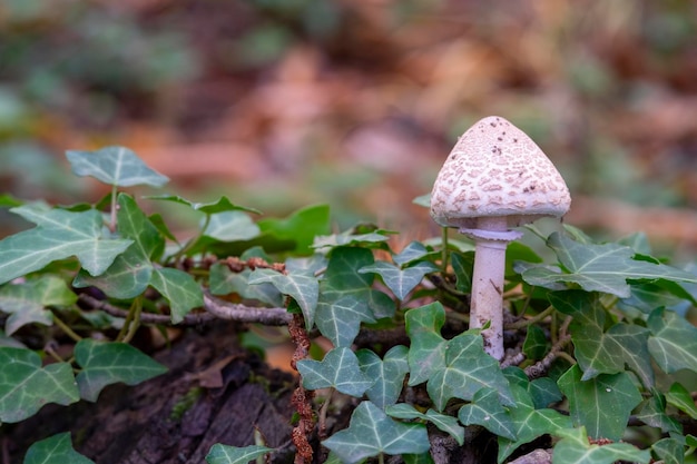 Гриб Macrolepiota procera lepiota procera, растущий в траве