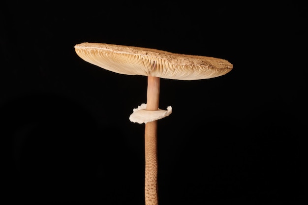 Macrolepiota プロセラ パラソル キノコ大きなキャップと黒の背景茶色のキノコに分離