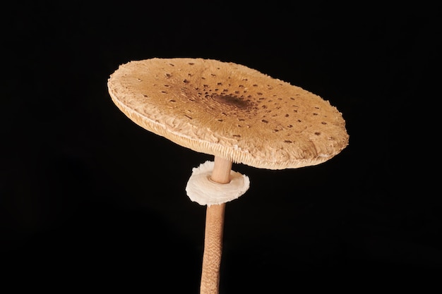 Photo macrolepiota procera parasol mushroom isolated on black background brown mushroom with big cap