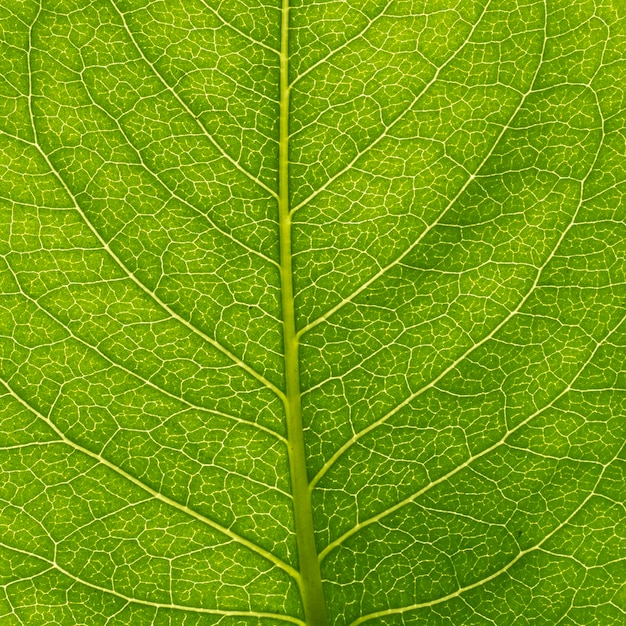 Macromening van groen blad met nerven