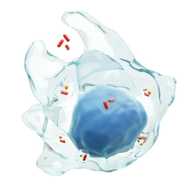 Macrophage is swallowing any bacteria Phagocytosis White blood cells with transparency membrane and many bacteria in vacuoles Isolated white background 3D render