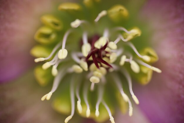 Macrophotografie liefde