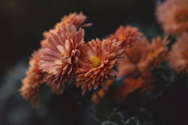 macrophotograph of beautiful flowers