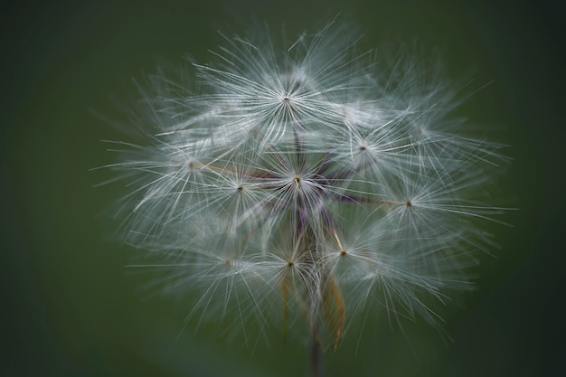 macrophotograph of a dandelion