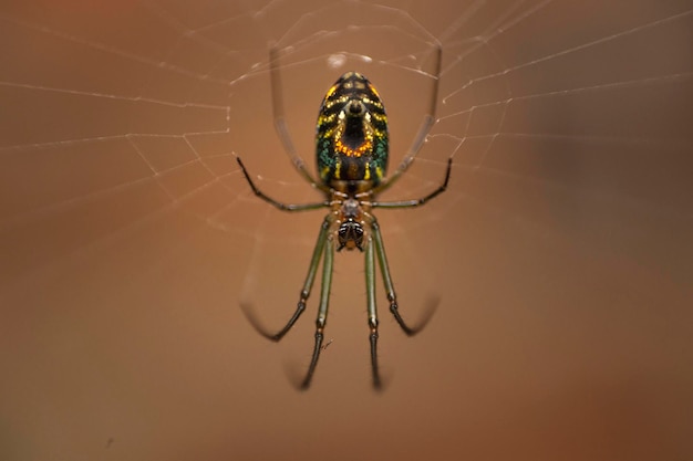 Foto macrofotografia di un ragno e dei suoi colori