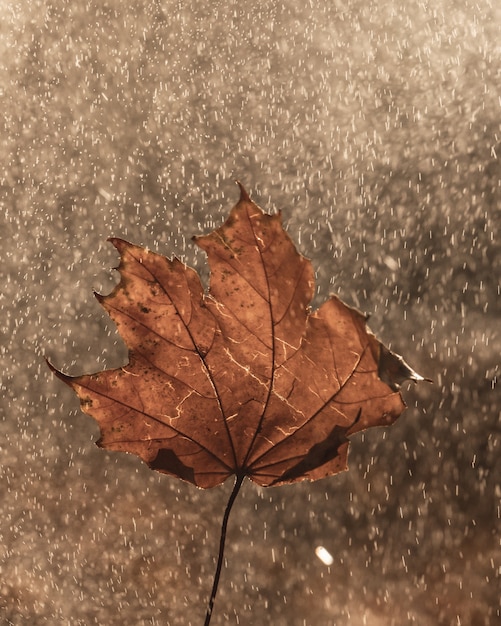 Macrophotography Leaf with drops of dew