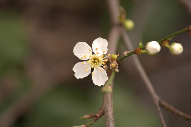 Photo macrophotography love