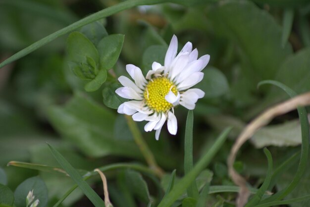 Photo macrophotography love